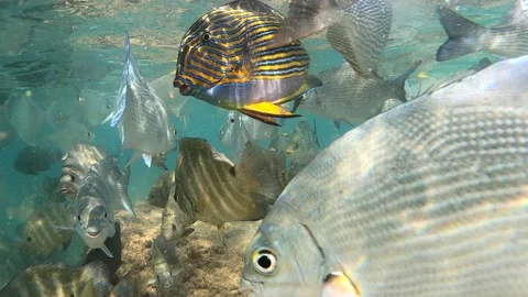 Flock of tropical fish. Indian Ocean. Sri Lanka, Hikkaduwa (underwater) Video stock 169784159
