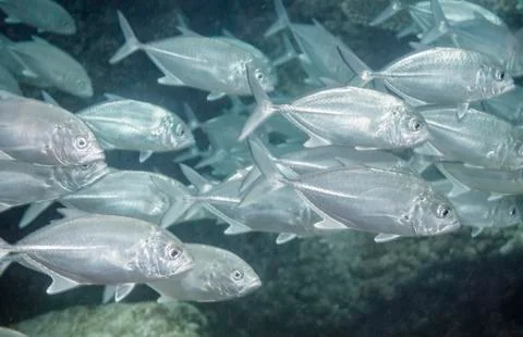 Flock of tropical fish Foto stock