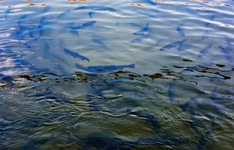 A flock of trout floating in a shallow river with pebbles. Type of fish fro.. Stock Photos