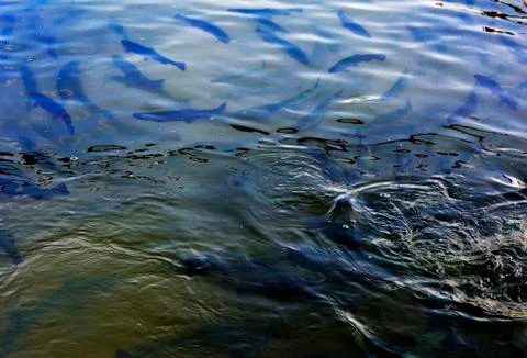 A flock of trout floating in a shallow river with pebbles. Type of fish fro.. Stock Photos