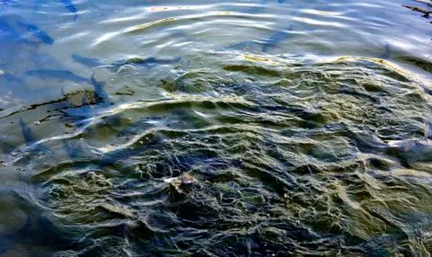 A flock of trout floating in a shallow river with pebbles. Type of fish fro.. Stock Photos