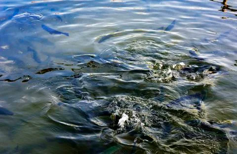 A flock of trout floating in a shallow river with pebbles. Type of fish fro.. Stock Photos