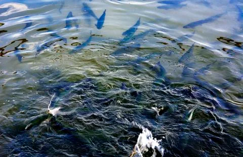 A flock of trout floating in a shallow river with pebbles. Type of fish fro.. Foto stock