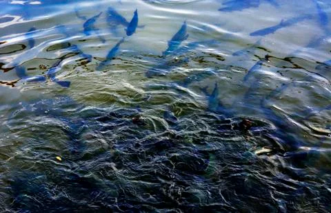 A flock of trout floating in a shallow river with pebbles. Type of fish fro.. Stock Photos