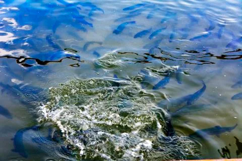 A flock of trout floating in a shallow river with pebbles. Type of fish fro.. Stock Photos