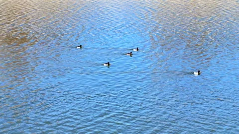 A flock of tufted ducks Stock Footage 303796036