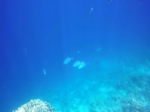 A flock of tuna along the reef Stock Footage 73545310