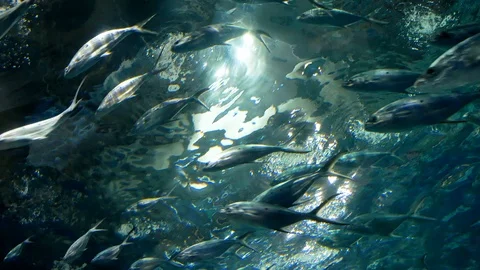 Flock Of Tuna Fish Swim Quickly Under Water In Aquarium Vidéo 112174125