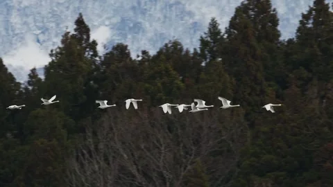 A flock of Tundra swan in flight Stock Footage 332155922