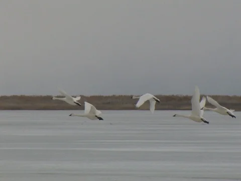 A Flock of Tundra Swans Taking Off on a Cloudy Overcast Day Stock Footage 124717160
