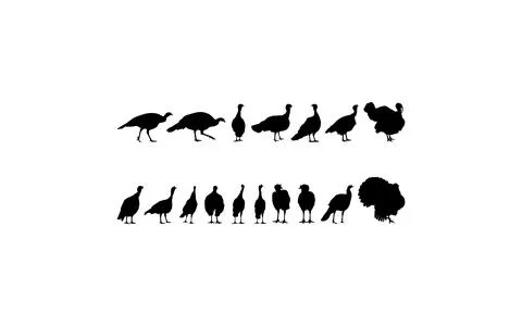 Flock of the Turkey Silhouette Stock Illustration