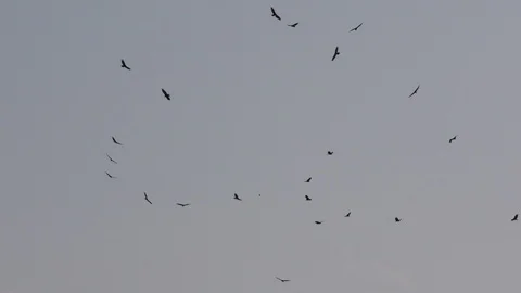 Flock of Turkey Vulture Buzzard Birds Circling in Sky Stock Footage