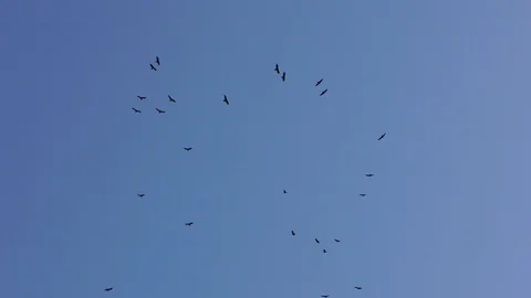 Flock of Turkey vultures circling, E USA Stock Footage 118169798
