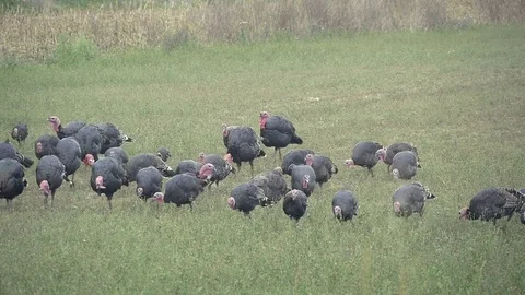 A Flock Of Turkeys In A Field Stock Footage 99000921