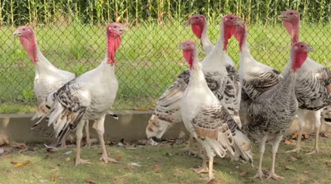 Flock of turkeys Stock Footage 41470932