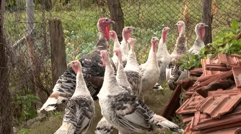 Flock of turkeys Video stock 62554577