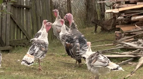Flock of turkeys Video stock 65307903