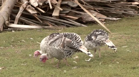 Flock of turkeys Video stock 65653534