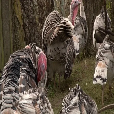 Flock of turkeys Video stock 69413244
