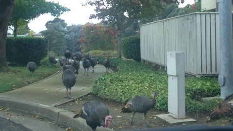 Flock of Turkeys Видео 69789045
