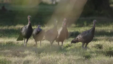 A flock of turkeys Vídeos de archivo 168324274