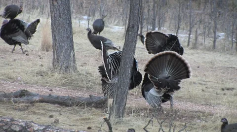 Flock of Turkeys Strutting &amp; Gobbling-deer in BG w Audio Stock Footage 48990360