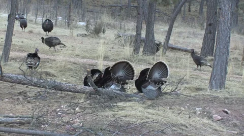Flock of Turkeys Stutting &amp; Calling w Audio Stock Footage 48990443