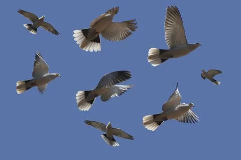 Flock of turtle doves flying in different directions Foto stock