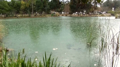 Flock of turtles swim under the water in the lake. Beautiful seascape in rainy Stock Footage 84858711