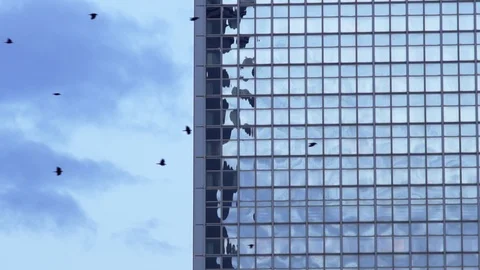 Flock of urban crows in front of glass facade Stock Footage 99428121