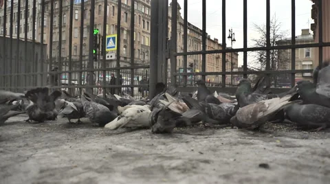 Flock of urban pigeons  1 Stock Footage 46707577