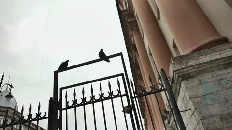 Flock of urban pigeons  4 Stock Footage 46707565
