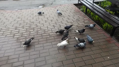Flock of urban pigeons eating bread crumbs on wet pavement sidewalk Stock Footage 340266750