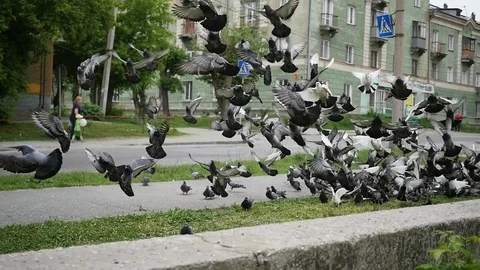 A flock of urban pigeons take off all together Stock Footage