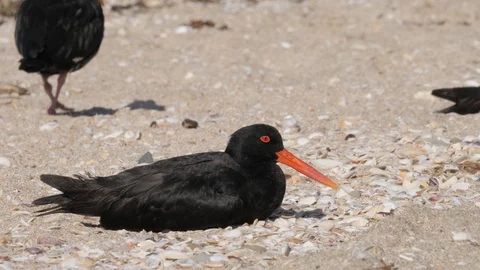 Flock of variable oystercather resting on a beach Stock Footage 108120231