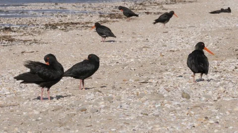 Flock of variable oystercather resting on a beach Stock Footage 108120272