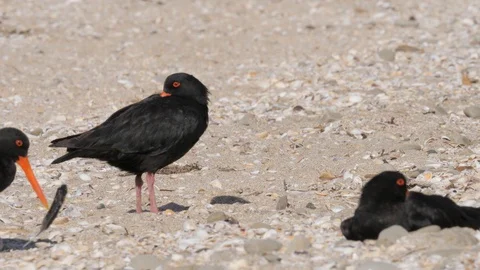 Flock of variable oystercather resting on a beach Stock Footage 108120312