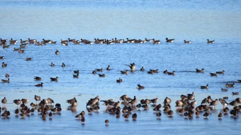 A flock of various birds stands on the ice covering a frozen lake as their .. Stock Footage 300957367