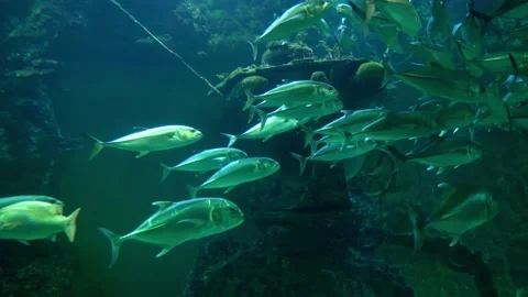 A flock of various marine fish is rapidly moving through the volume of the aq Stock Footage 169510050