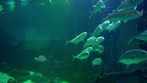 A flock of various marine fish is rapidly moving through the volume of the aq Stock Footage 169510055