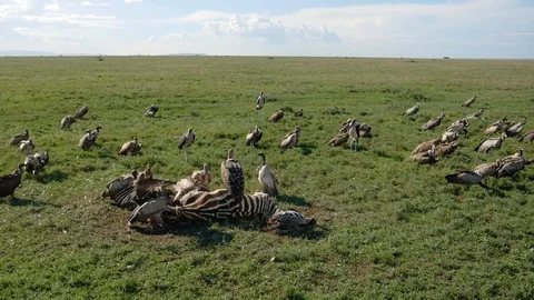 Flock Of Vultures Eat Meat From Carcass Of Killed Zebra In African Rift Valley Stock Footage 111693652