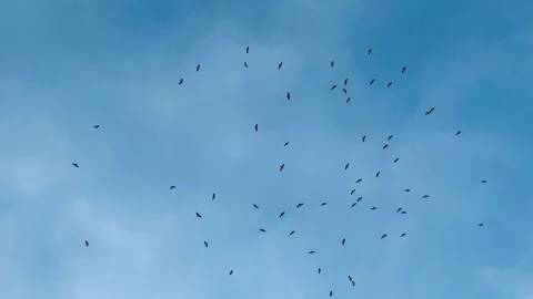 A flock of vultures fly in the sky in search of prey. (Black vulture) Stock Footage 285218147