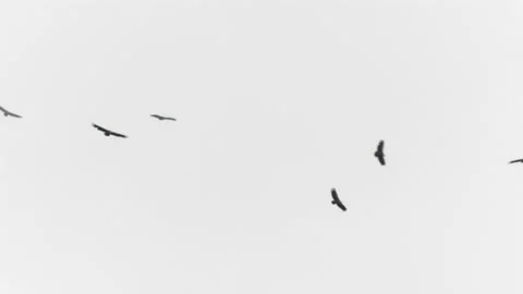 Flock of vultures flying among clouds Video stock 164394396