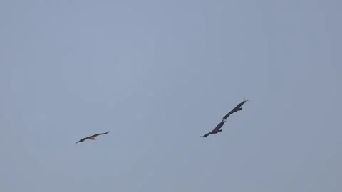 Flock Of Vultures Flying And Soaring Together Full HD 1920x1080 Stock Footage 339583580