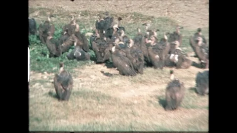 Flock of Vultures on Ground Stock Footage 276292789