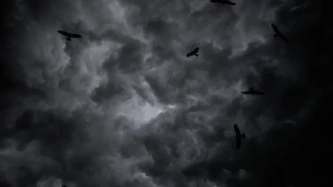 A flock of vultures in thunder clouds long closup Stock-Footage 83667901