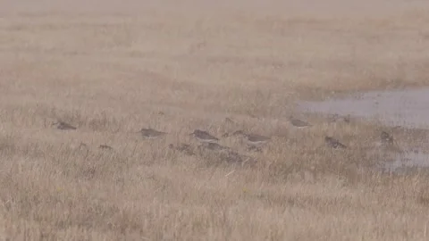 Flock of wader sit under the snowstorm in early spring Video stock 283548836