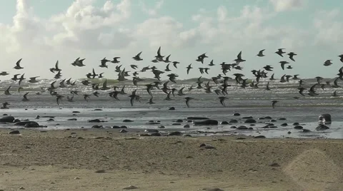 A flock of waders is flying low over the tideline Stock Footage 55531215