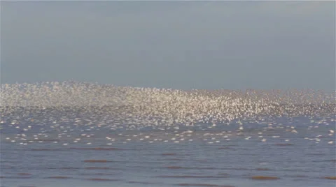 A Flock of Waders/Shorebirds in flight 스톡 동영상 23244830