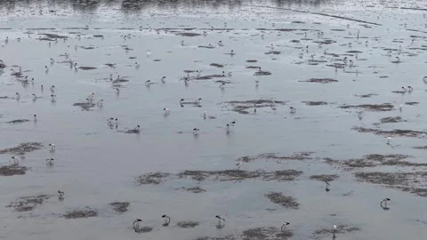 Flock of wading Asian openbill stork on shallow, muddy waters Stock Footage 344804320